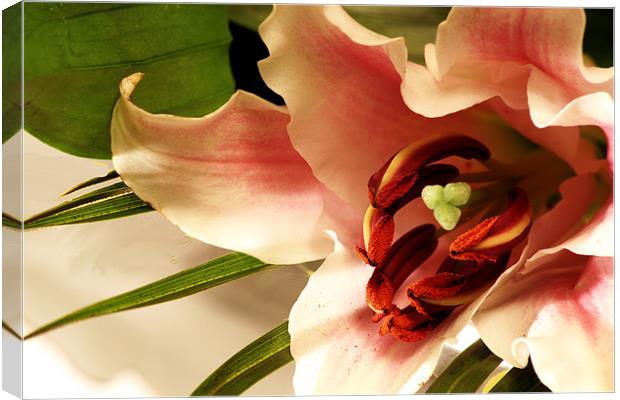 Easter lily Canvas Print by Doug McRae