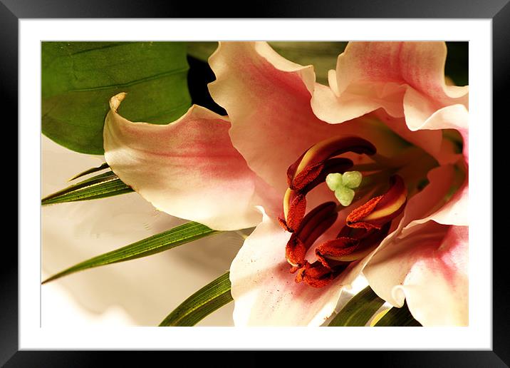 Easter lily Framed Mounted Print by Doug McRae