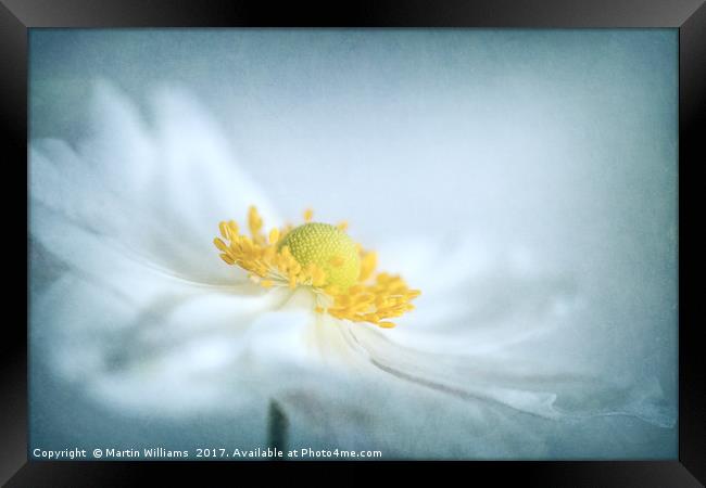 Japanese Anemone Framed Print by Martin Williams