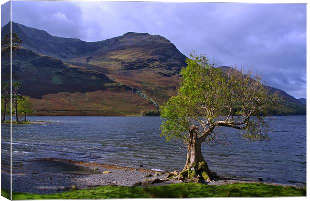 Old Tree at Hause Point Crummock Water Canvas Print by Jacqi Elmslie