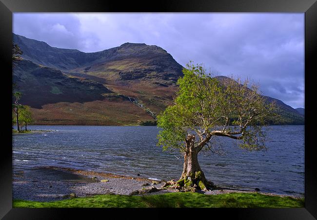 Old Tree at Hause Point Crummock Water Framed Print by Jacqi Elmslie
