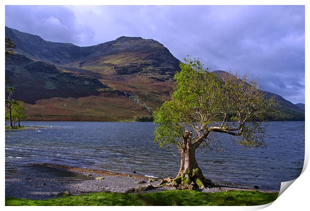 Old Tree at Hause Point Crummock Water Print by Jacqi Elmslie