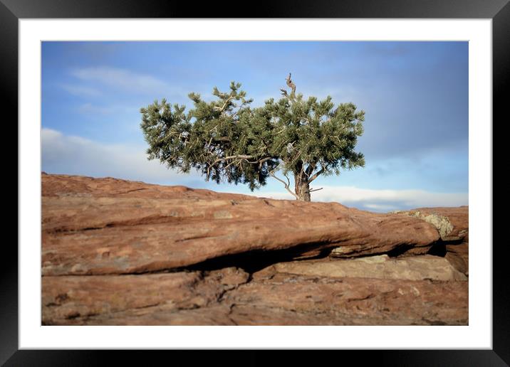 Lone Tree Framed Mounted Print by Luc Novovitch