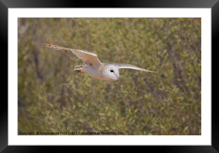 Barn Owl in Flight Framed Mounted Print by Carole-Anne Fooks