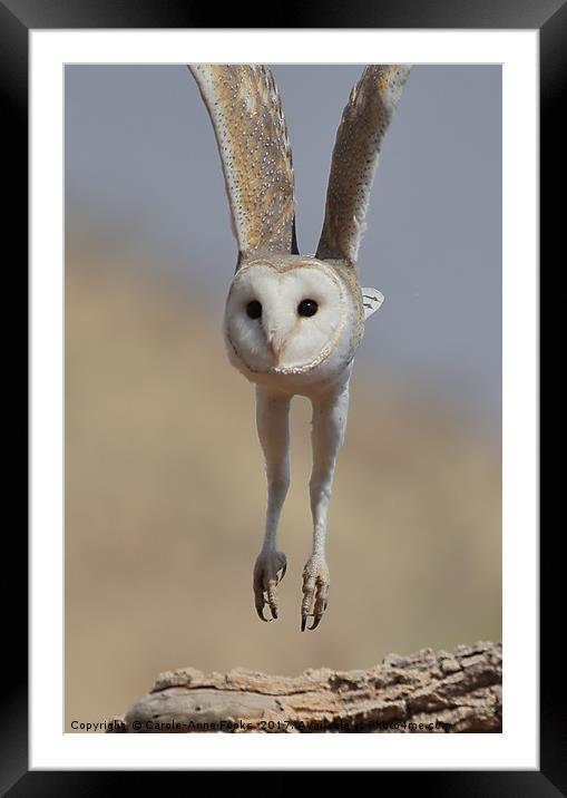 Barn Owl Coming in to Land Framed Mounted Print by Carole-Anne Fooks