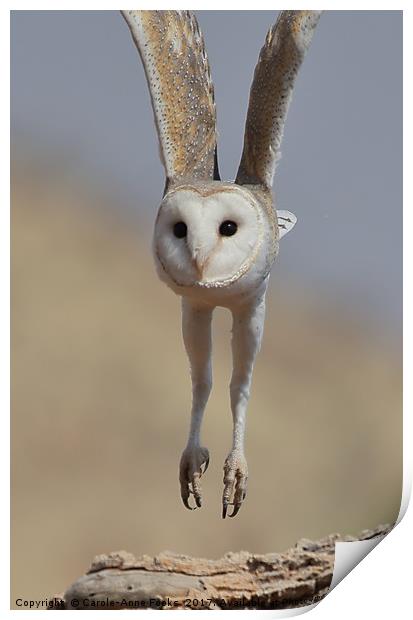 Barn Owl Coming in to Land Print by Carole-Anne Fooks