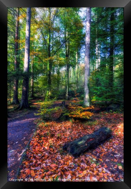 Autumn Forest Framed Print by Ian Mitchell