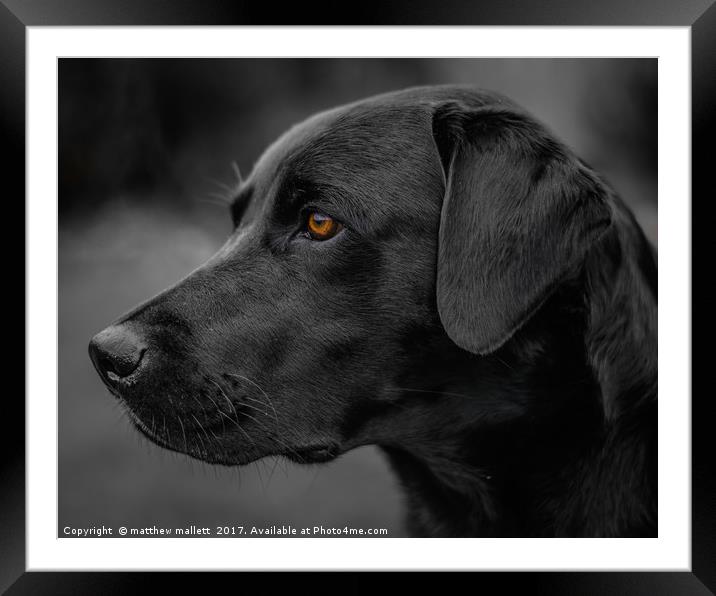 Labrador Attention Framed Mounted Print by matthew  mallett