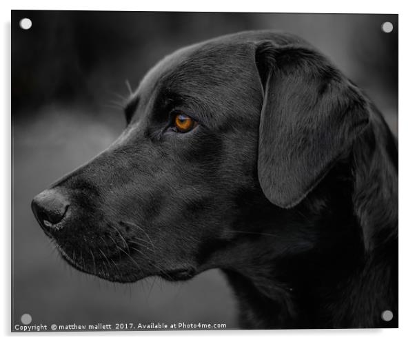 Labrador Attention Acrylic by matthew  mallett