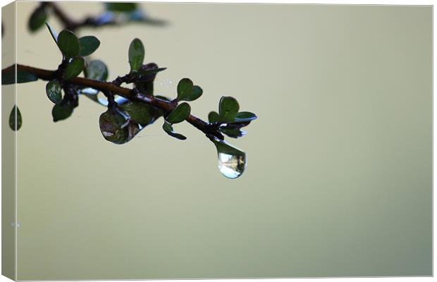 Water drop Canvas Print by craig sivyer