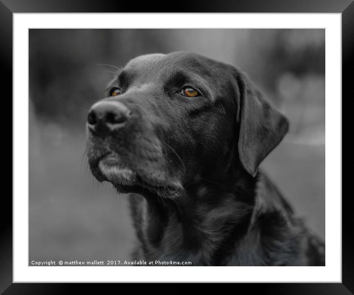 A Labradors Expression Framed Mounted Print by matthew  mallett