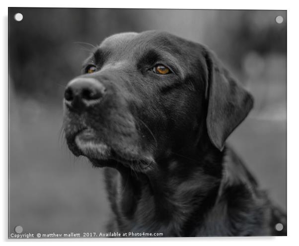 A Labradors Expression Acrylic by matthew  mallett