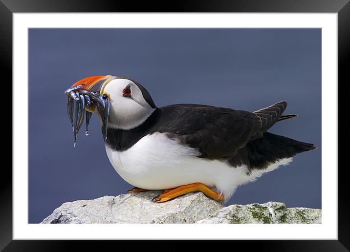 Puffin with Sandeels Framed Mounted Print by David Lewins (LRPS)