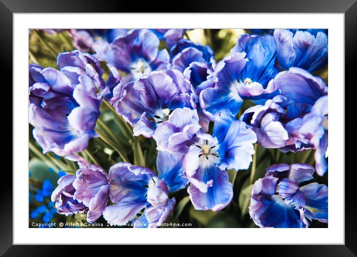 Purple blue tulips blooming abstract Framed Mounted Print by Arletta Cwalina