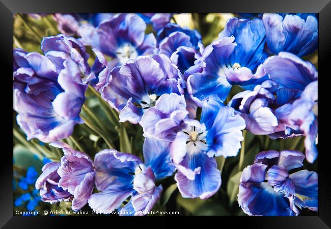 Purple blue tulips blooming abstract Framed Print by Arletta Cwalina