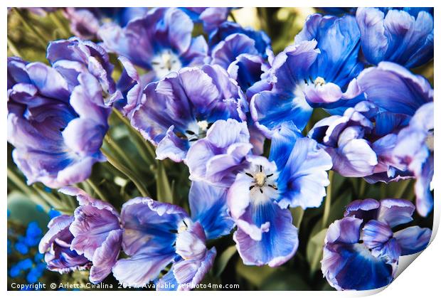 Purple blue tulips blooming abstract Print by Arletta Cwalina