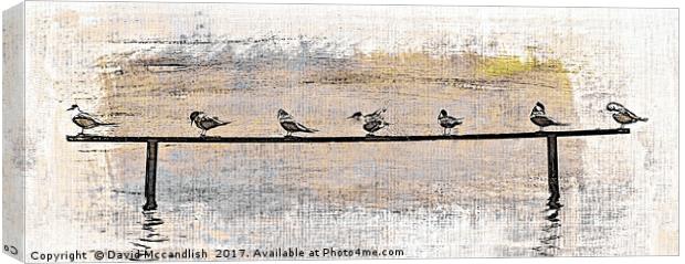 Terns at Rest Canvas Print by David Mccandlish