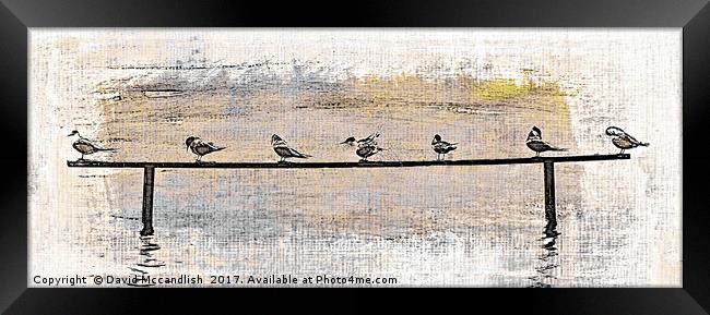 Terns at Rest Framed Print by David Mccandlish