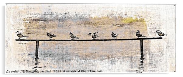 Terns at Rest Acrylic by David Mccandlish