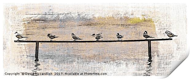 Terns at Rest Print by David Mccandlish