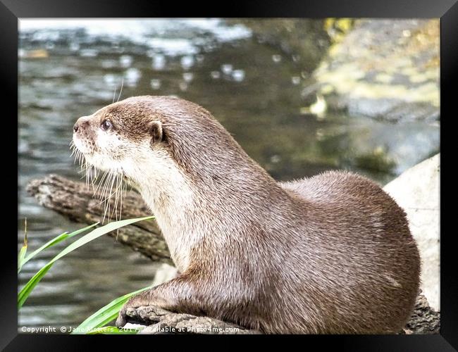 Asian Short Clawed Otter                           Framed Print by Jane Metters