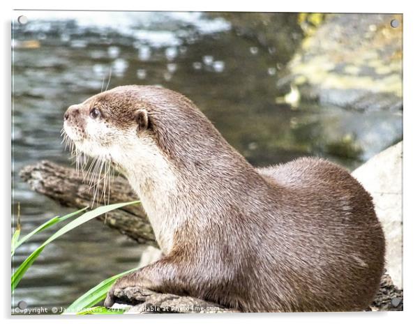 Asian Short Clawed Otter                           Acrylic by Jane Metters