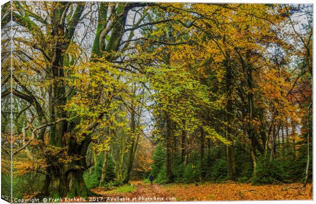 Autumn In Little and Greater Coombe Woods Canvas Print by Frank Etchells