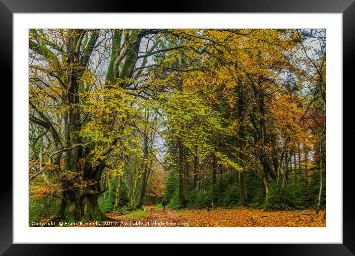 Autumn In Little and Greater Coombe Woods Framed Mounted Print by Frank Etchells