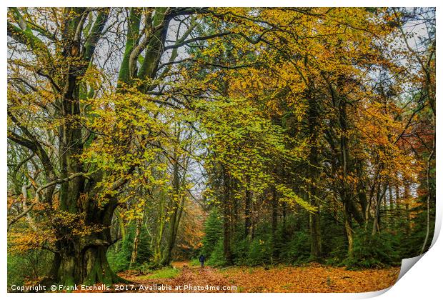 Autumn In Little and Greater Coombe Woods Print by Frank Etchells