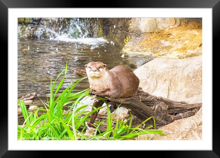       Asian Small Clawed Otter                     Framed Mounted Print by Jane Metters