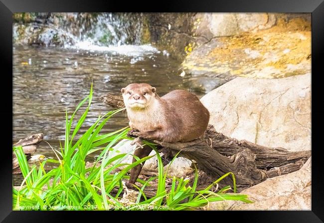       Asian Small Clawed Otter                     Framed Print by Jane Metters
