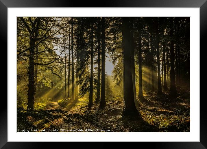 Little Coombe Woods Golden Glow Framed Mounted Print by Frank Etchells