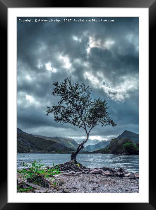 Lone Tree at Llyn Padarn Framed Mounted Print by Anthony Hedger