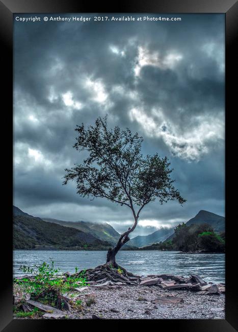 Lone Tree at Llyn Padarn Framed Print by Anthony Hedger