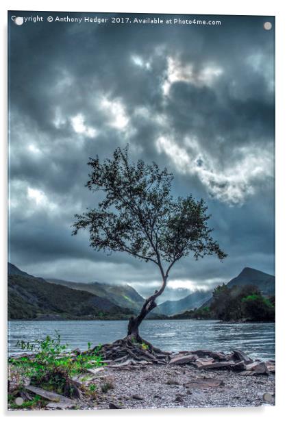 Lone Tree at Llyn Padarn Acrylic by Anthony Hedger