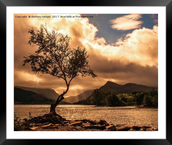 The Lone Tree at Llyn Padarn Framed Mounted Print by Anthony Hedger