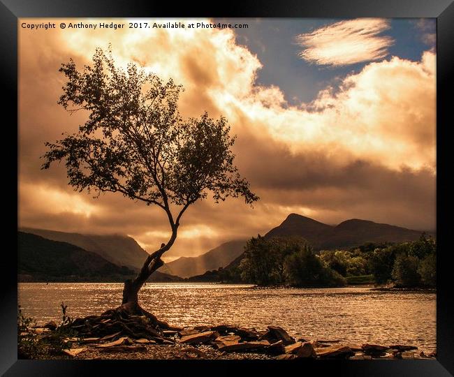 The Lone Tree at Llyn Padarn Framed Print by Anthony Hedger