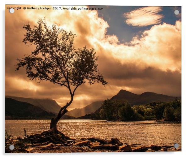 The Lone Tree at Llyn Padarn Acrylic by Anthony Hedger