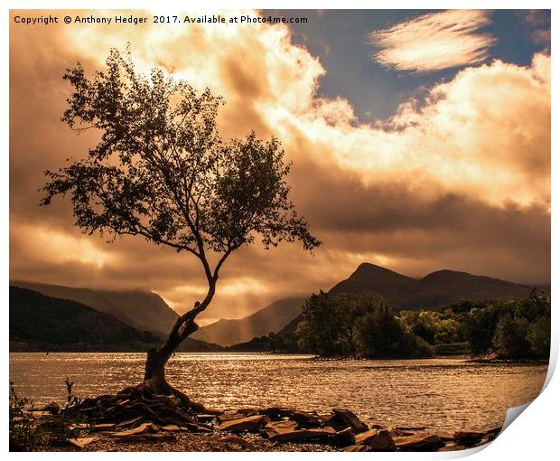 The Lone Tree at Llyn Padarn Print by Anthony Hedger