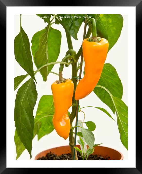 Orange Sweet Peppers Framed Mounted Print by Robert Murray