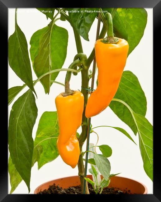 Orange Sweet Peppers Framed Print by Robert Murray