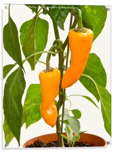 Orange Sweet Peppers Acrylic by Robert Murray