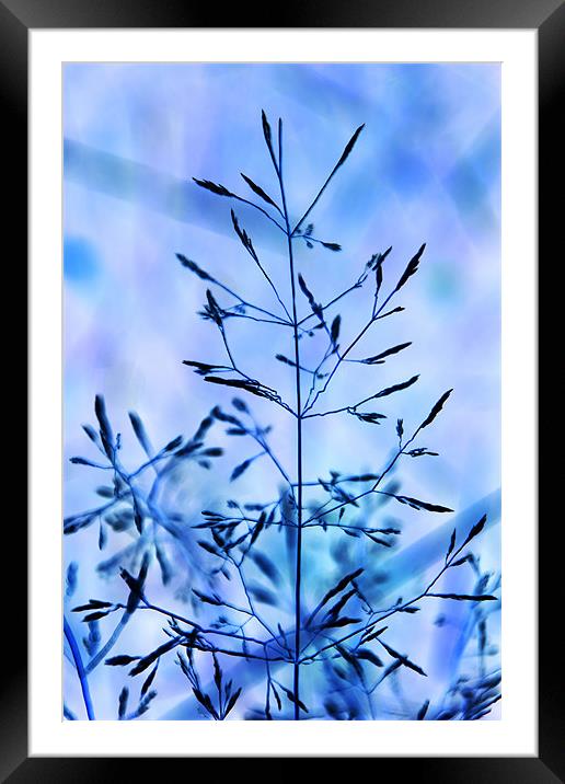 Grass digital art tinted blue Framed Mounted Print by David French