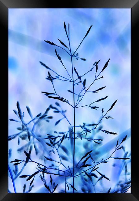 Grass digital art tinted blue Framed Print by David French