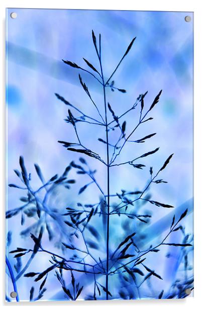 Grass digital art tinted blue Acrylic by David French
