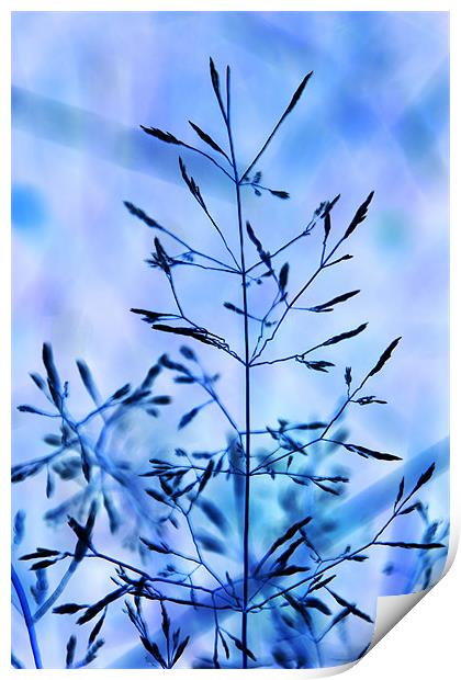 Grass digital art tinted blue Print by David French