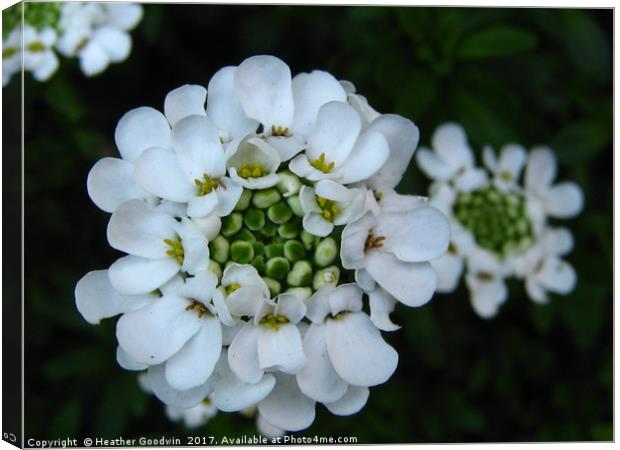 Candytuft -  Iberis Canvas Print by Heather Goodwin