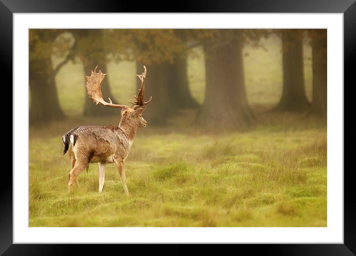 Sussex Deer Framed Mounted Print by Eddie Howland