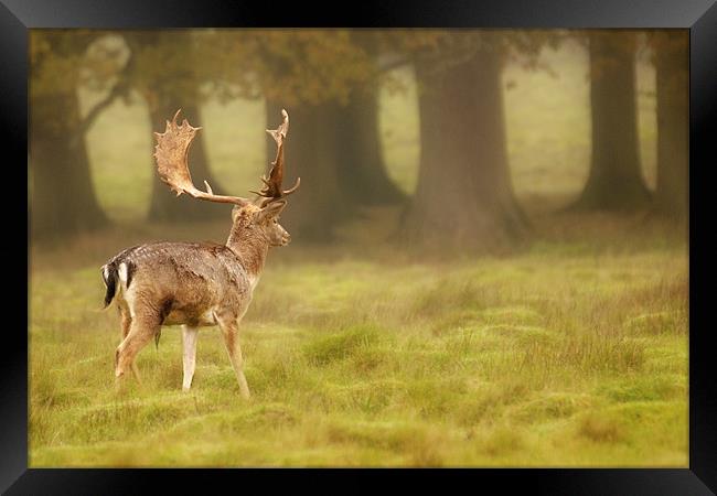 Sussex Deer Framed Print by Eddie Howland