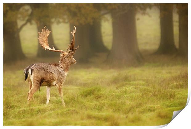 Sussex Deer Print by Eddie Howland
